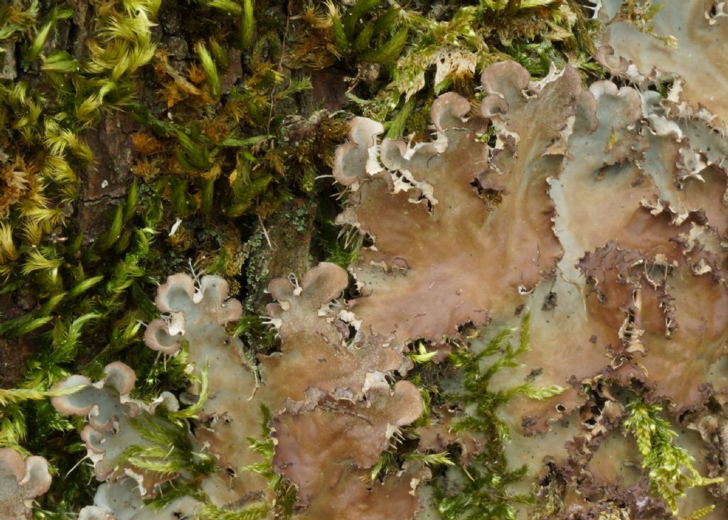 Peltigera ( almeno credo)
